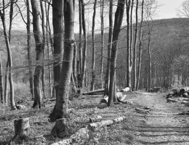 Hermannsweg – Bad Iburg